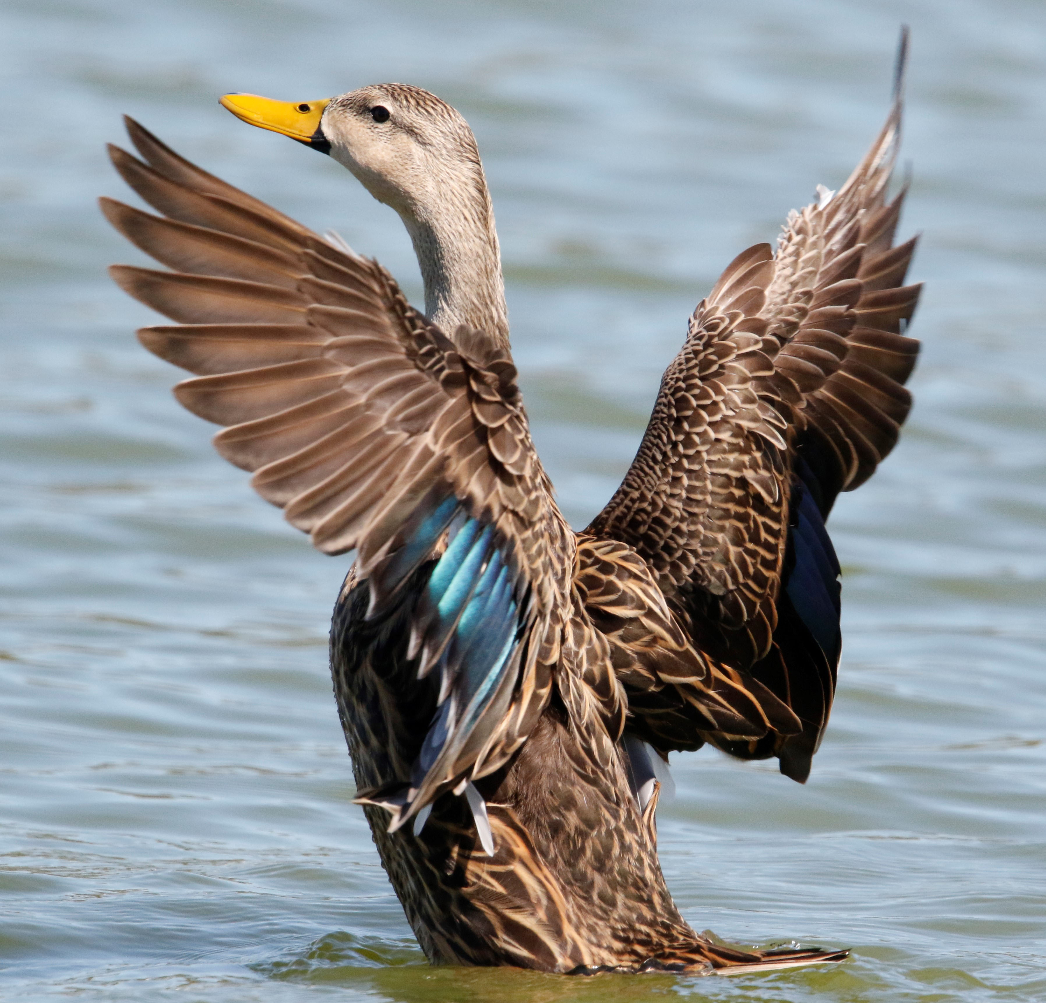 mottled duck